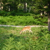 【4歳＆0歳】2014年北海道東部子連れ旅行記①〜野生動物に特化したモデルコース