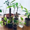 育てやすい人気の観葉植物おすすめ10選。生活空間に癒しと彩りを♪