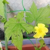 この夏、最初のゴーヤーの花が咲く