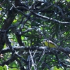 オオハシタイランチョウ Boat-billed Flycatcher
