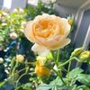 5/15/14〜16のベランダ🌹　コザクラおじじ〜ずと、うさぎさんのお迎え準備