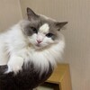 朝と午後に元気に追いかけっこしたふくちゃん