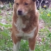 迷い犬のお心当たりはありませんか？