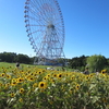 まんぼぅくん、葛西臨海公園のヒマワリ　その4