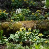 #033  【サンショウクイと森の植物】ハッチバックを開けてプチキャンプ気分