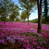 満開　芝桜②