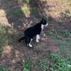 チャレンジ猫