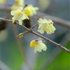 2月の赤塚植物園、その５。