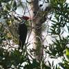 エボシクマゲラ(Pileated WoodPecker)