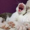 「猫と暮らす理想の家とは？」考えてみることにしました。