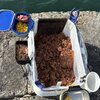 初めてのチヌ釣りに行ってきた！
