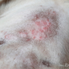 【猫のアトピー性皮膚炎】ベンガルの「コテツ」この程度なら3日に1回の投薬でOKって獣医さんに言われた！