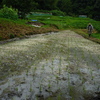 7月1日の活動報告～脱兎谷田植え・草取り