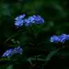  アジサイ：紫陽花　「七段花」