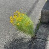 きなこ、気持ちよく歩く
