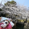 #音無親水公園#桜