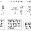 センダングサとコセンダングサとコバノセンダングサ