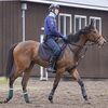練習では枠入りをかなり嫌がる素振りを見せるも、４日にゲート試験に挑戦してみたところ、無事１発で合格。ＪＲＡの競走馬登録も完了しました。☆カーペンタリア