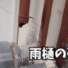 雨樋の破損で雨漏り。