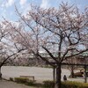 さいたまの桜🌸