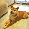 柴犬１歳１０ヶ月！きまぐれワガママお嬢さん