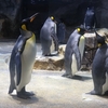 ペンギンの飼育種類世界一！「長崎ペンギン水族館」｜2024年「推し活」旅 第六弾in長崎⑥