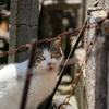 地元観光地のねこさん