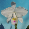 Cattleya trianae  f.s/a `May'   