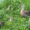 カモ池まで朝散歩