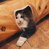 【吉祥寺を歩く】vol.2＠cat cafe てまりのおしろ