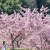 奈良県の河津桜スポットを巡るバイクツーリング。今日の針テラスはライダー祭りだったわ。
