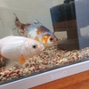 とうとう反撃する金魚