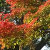 三ッ池公園散歩