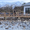 白鳥の湖とおじさんー新潟県　瓢湖