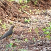 African Thrush アフリカツグミ
