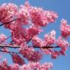 姫路城 桜の開花状況 2020年は？ 見頃は？ 