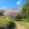  上高津貝塚ふるさと歴史の広場の桜（土浦市）～つくば市とその周辺の風景写真案内（１０１７） 