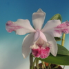 Cattleya intermedia  f.aquinii vinicolor `Mico'  