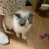 良いお天気でのんびりふくちゃん
