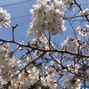 野毛の桜に想いを馳せて  