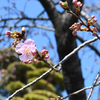 癒しのひと時　　　芸術と音楽と花