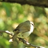 鳥撮散歩　鳥神様は見捨てない😊