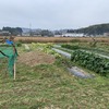 冬野菜の収穫（2週間分）