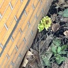 春遠からじ