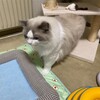 今日はとてもよく眠ったふくちゃん