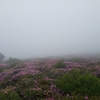 6月久住　みやま霧島　6月16日