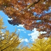 紅葉のおすそ分け