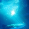 のとじま水族館にジンベイザメがやってきた！