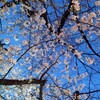 四条木屋町〜二条木屋町の夜桜
