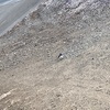 田舎はいろんな鳥が身近にいます。